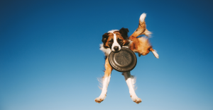 Dog leaping into the air to catch a frisbee. To represent data capture.