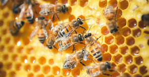 Best sales order management software as illustrated by bees creating honey.