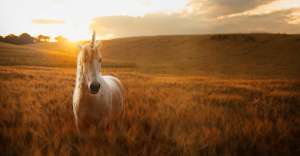A unicorn in a field. Representing intelligent document processing myths.