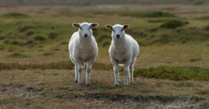 Two identical sheep in a field, to represent how to identify a duplicate invoice.