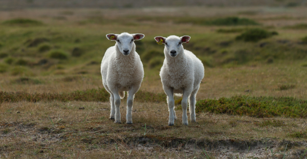 Two identical sheep in a field, to represent how to identify a duplicate invoice.