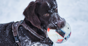 Dog in the snow, capturing a ball in its mouth - to represent invoice capture software.
